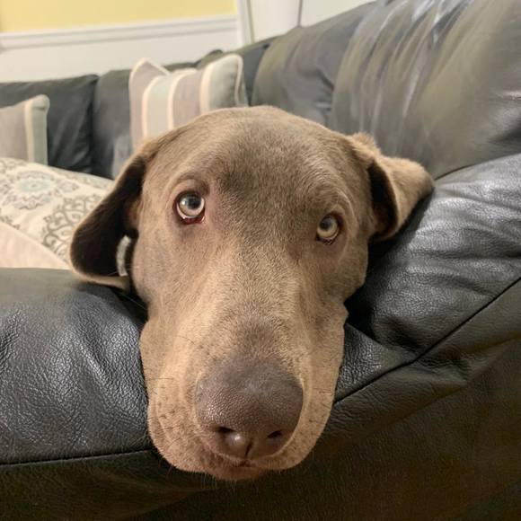 Meet your Posher, Russell - Picture 1 of 1